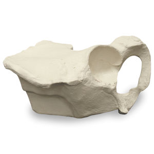 modelo anatómico de hueso