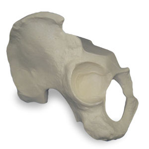 modelo anatómico de hueso 1
