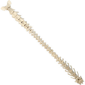 modelo anatómico de columna vertebral 1
