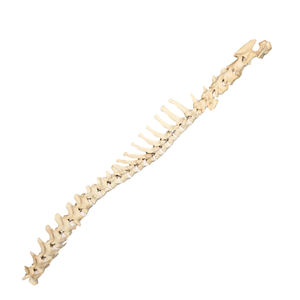 modelo anatómico de columna vertebral 1