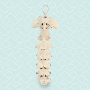 modelo anatómico de columna vertebral cervical 1