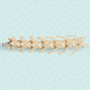 modelo anatómico de la columna vertebral lumbar 1