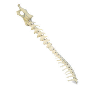 modelo anatómico de pelvis 1