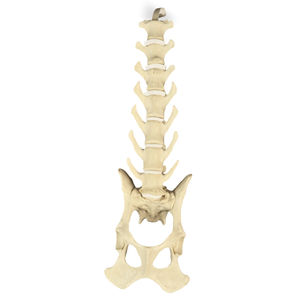 modelo anatómico de pelvis 1
