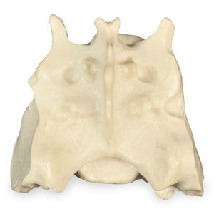 modelo anatómico de pelvis 1
