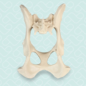 modelo anatómico de pelvis 1