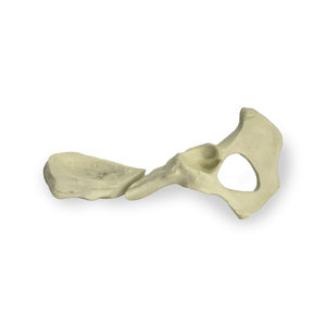 modelo anatómico de pelvis 1