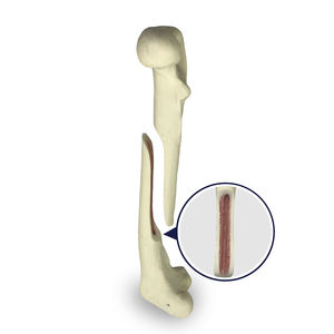 modelo anatómico de fémur 1