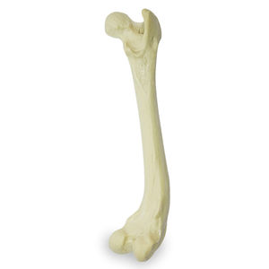 modelo anatómico de fémur 1