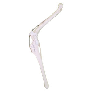 modelo anatómico de rodilla 1