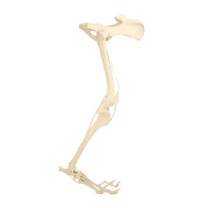 modelo anatómico de pelvis 1