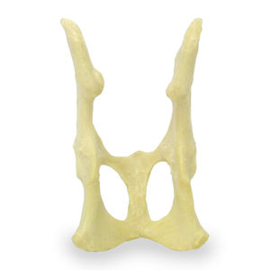 modelo anatómico de pelvis