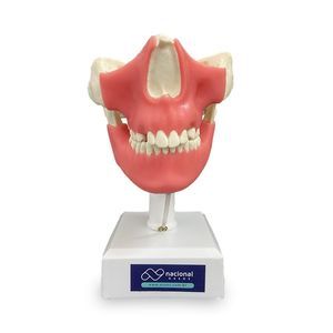 tipodonto de boca