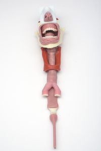 simulador para la gestión de las vías respiratorias / cabeza