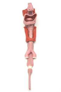 simulador para cuidados de urgencias
