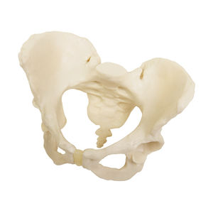 modelo anatómico pelvis