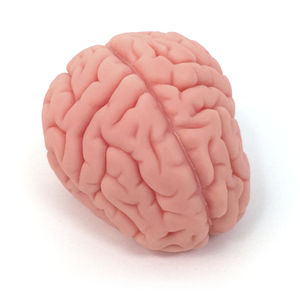 modelo anatómico de cerebro