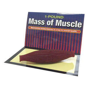 modelo anatómico de músculo