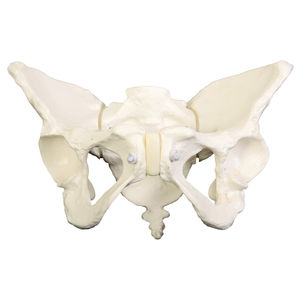 modelo anatómico de pelvis