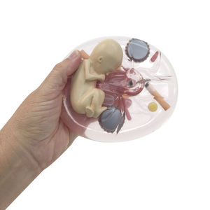 modelo anatómico fetal