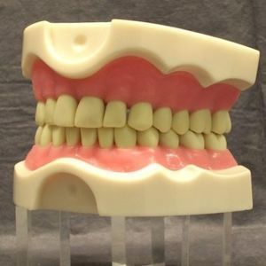modelo anatómico de boca 1