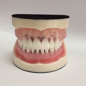 modelo anatómico de boca
