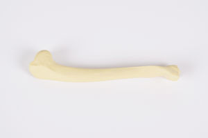 modelo anatómico de húmero