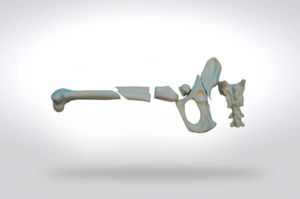 modelo anatómico de pelvis