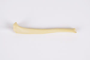 modelo anatómico de tibia