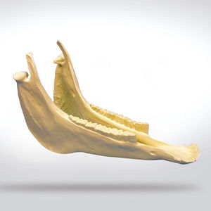 modelo anatómico de hueso