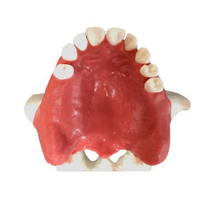 modelo anatómico de maxilar 1