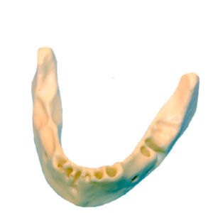 modelo anatómico de mandíbula