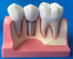 modelo anatómico para odontología