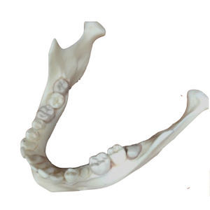 modelo anatómico de hueso