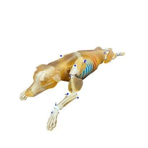 fantoma para prueba veterinaria para radiología