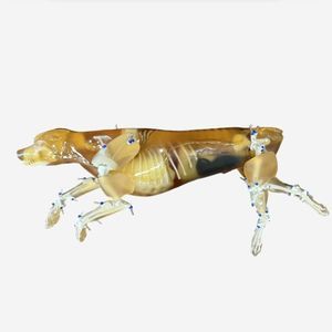 fantoma para prueba veterinaria para ecografía