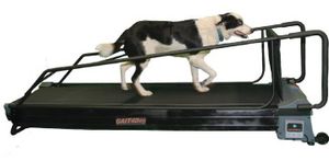 cinta de correr veterinaria para perros 1