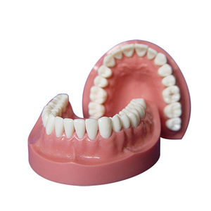 modelo anatómico de dentadura