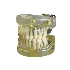 modelo anatómico de dentadura 1