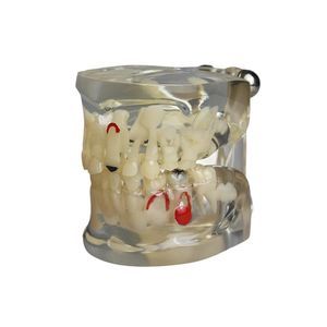 modelo anatómico de dientes 1