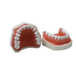 modelo anatómico de dientes 1