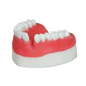 modelo anatómico para odontología 1