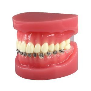 modelo anatómico de dientes 1