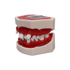 modelo anatómico de dentadura 1