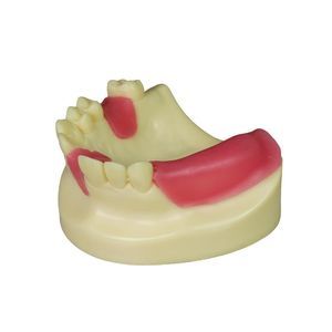 modelo anatómico para odontología 1
