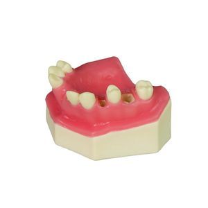 modelo anatómico para odontología 1