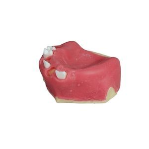 modelo anatómico para odontología 1