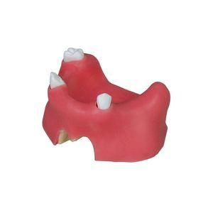modelo anatómico para odontología 1