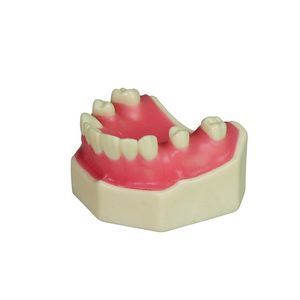 modelo anatómico de dientes 1