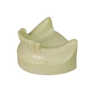 modelo anatómico para odontología 1